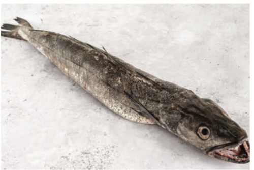 Hake
