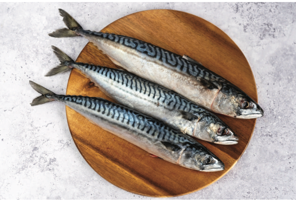 Mackerel