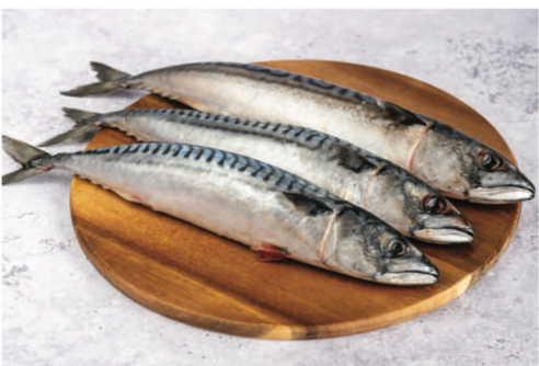 Mackerel