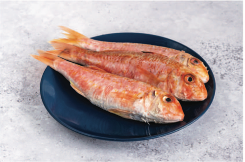 Red Mullet