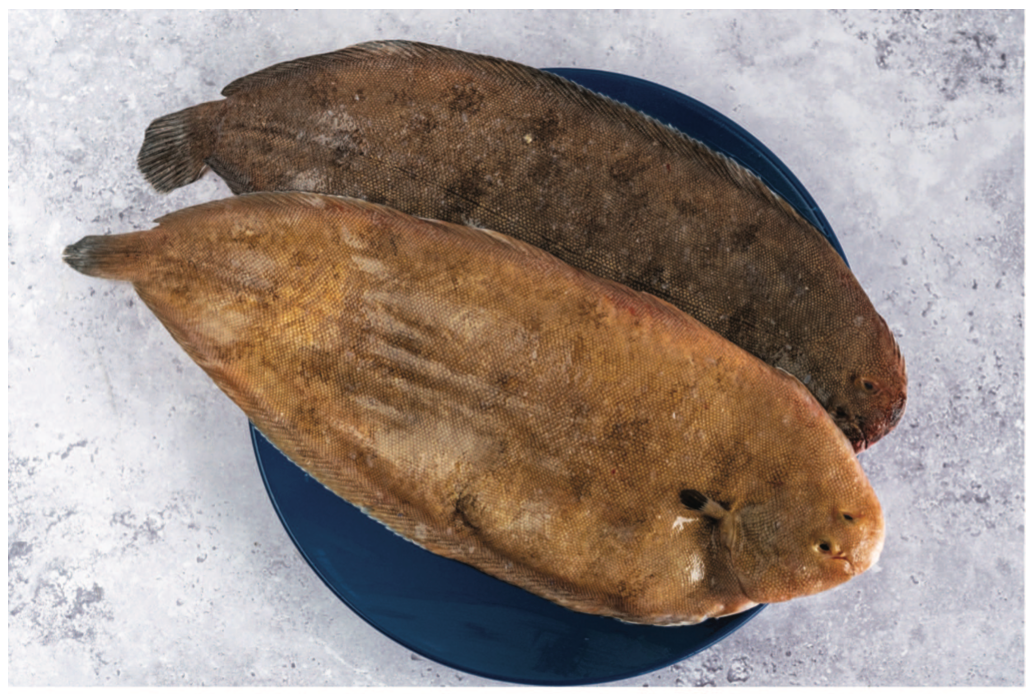 Dover Sole