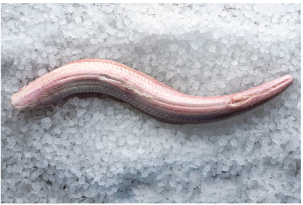 Dog (Rock) Fish Fillet