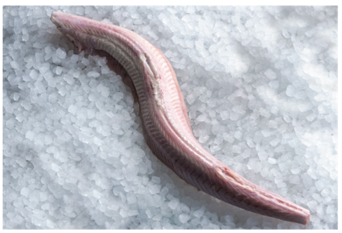 Dog (Rock) Fish Fillet