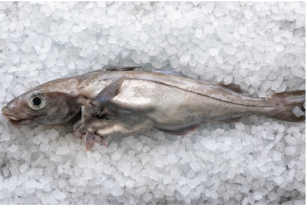 Scottish Haddock Whole
