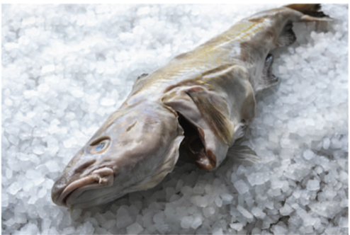 Scottish Haddock Whole