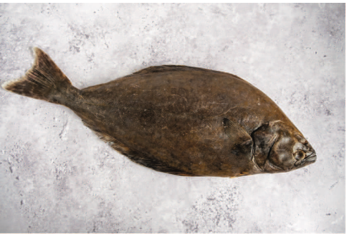 Halibut