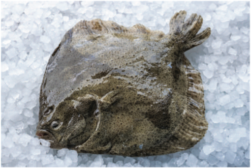 Turbot