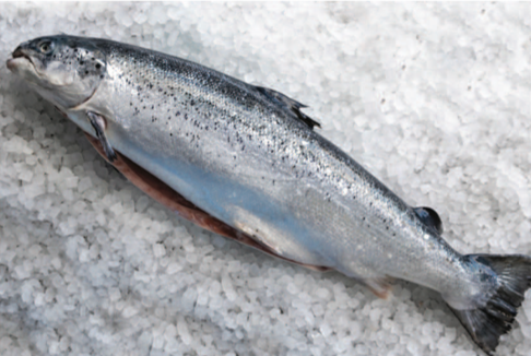 Scottish Whole Salmon