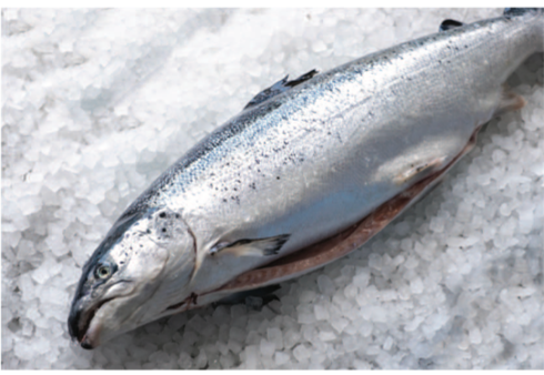 Scottish Whole Salmon