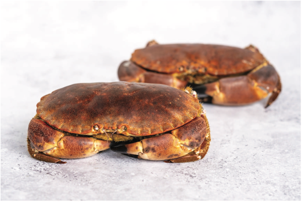 Live Crab