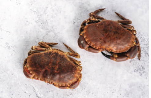 Live Crab