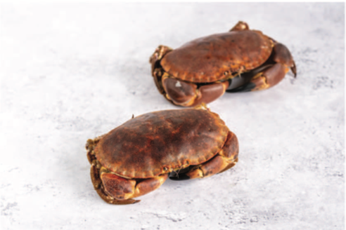 Live Crab