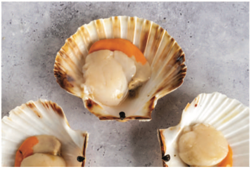 Fresh Scallops In Shell