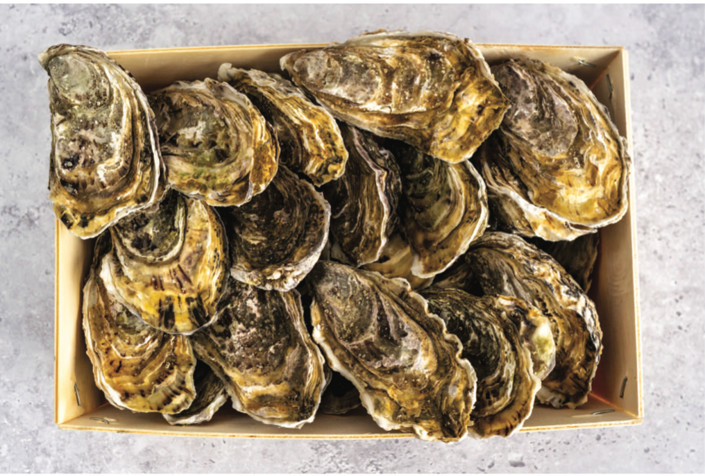 Oyster
