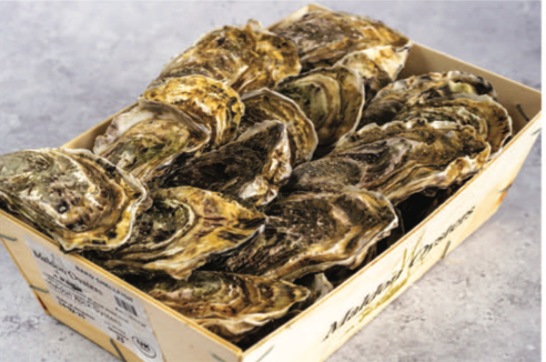 Oyster
