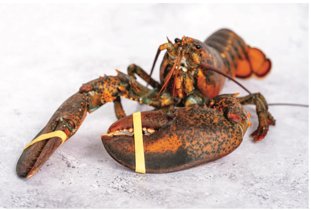 Live Lobster