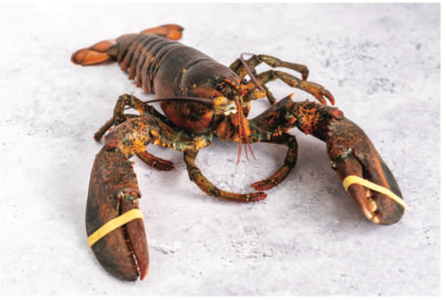 Live Lobster