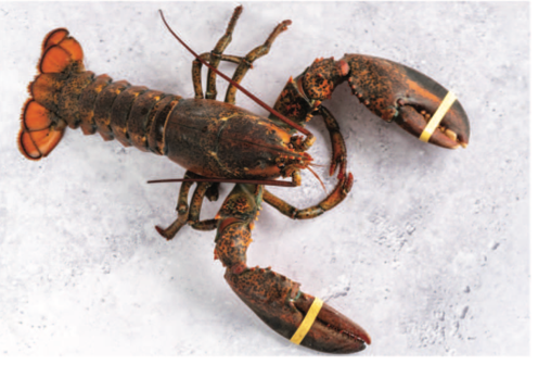 Live Lobster