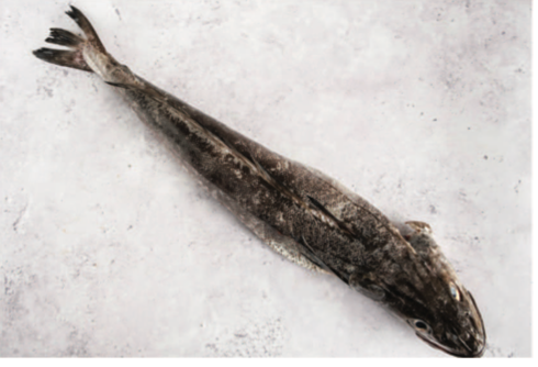 Hake