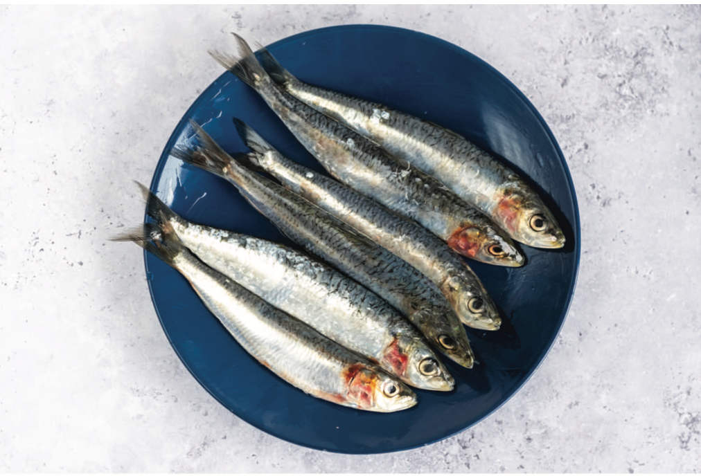 Sardines
