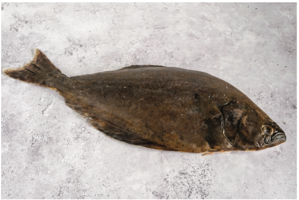 Halibut