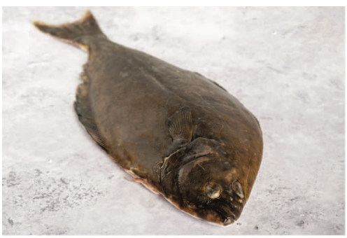 Halibut