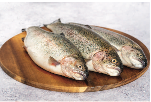 Trout