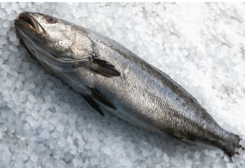 Stone Bass Whole