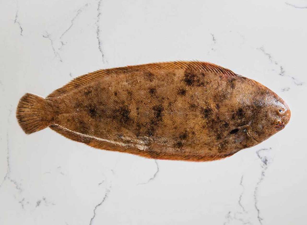 Dover Sole Whole