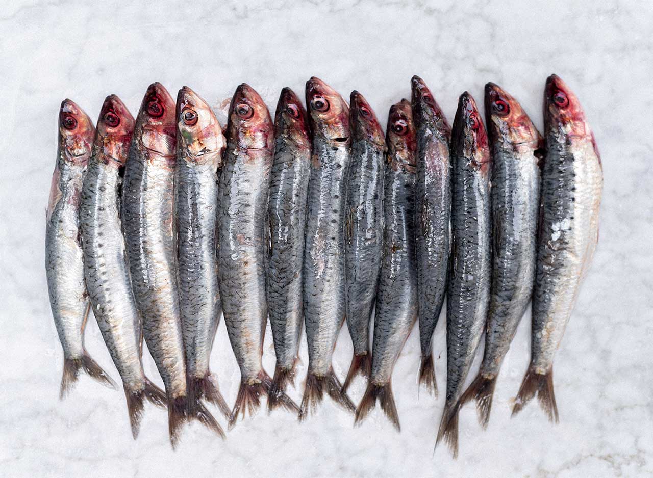 Fresh Sardines